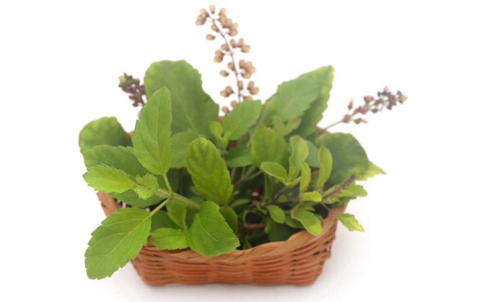 Tulsi Powder
